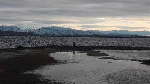Dunlin sandpipers on World Migratory Bird day BC Bird Trail Discover Surrey Wild Vancouver - virtual nature walks with Pacificnorthwestkate | Pacificnorthwestkate