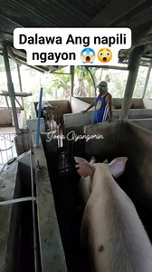 19K views · 105 reactions | Dalawa agad sa Isang araw #swine #breeding #fbreelsvideo #reelsfb #highlights #everyonehighlights | Jona Oyangorin | Facebook