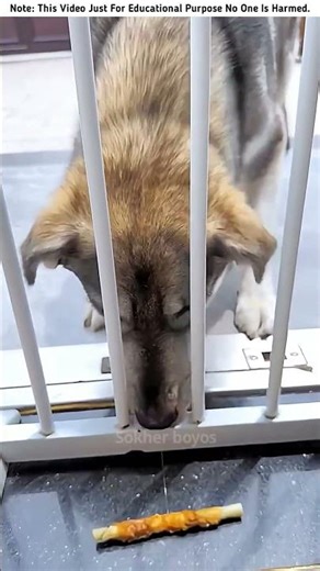 The owner tested the dogs' intelligence