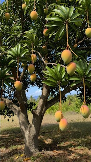 Mango Tree Bliss 🌳🥭