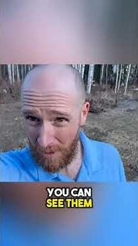 Alaska Mosquitoes: Are they really that bad?! 🦟❄️