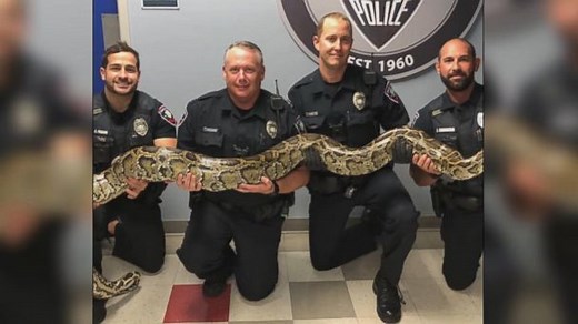 Police officer captures 12-foot Burmese python