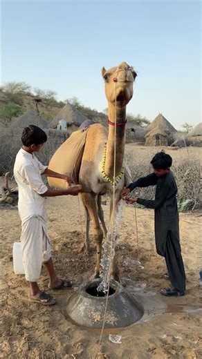 مشهد صحراوي نادر 🐪💧 شقيقان ينقلان الماء فوق الجمل وسط قلب الصحراء! 🏜️✨