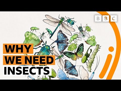 Why insects are so crucial to life on Earth - BBC