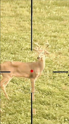 Hunting Adventure | Deer Shot Placement Guide#DeerHunting #HuntingVideo #OutdoorLife #Wildlife
