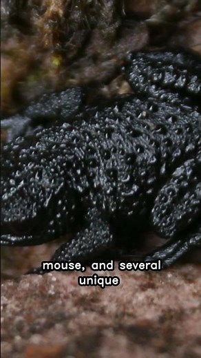 The Wildlife of Mount Roraima