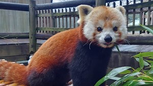 Ruby the Red Panda has died, Zoo Atlanta announces