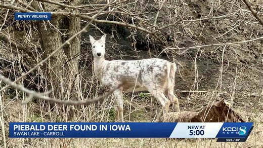 See photos of beautiful piebald deer in Carroll, Iowa