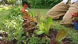 Planting for Pollinators - Gardening Australia