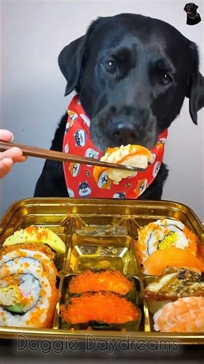 The daily life of my dog #labradorretriever #asmar #pets #food #funny #ytshorts #eatingsounds