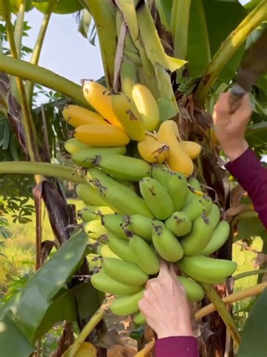 Experience the Colors of Fruit Cutting