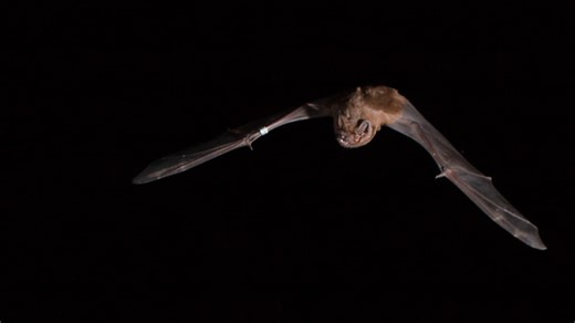 Investigadores del CSIC documentan que los murciélagos cazan pájaros, les cortan las alas y se los comen en pleno vuelo