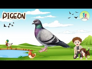 Pigeon | Birds Educational video | for kids