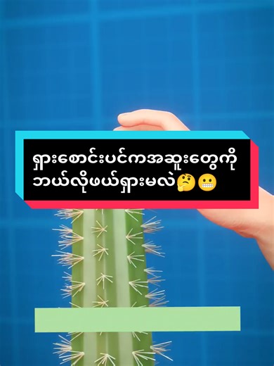 Got cactus spines stuck? Here’s how to remove them safely.🌵😬#LifeHacks #SurvivalTips #DidYouKnow