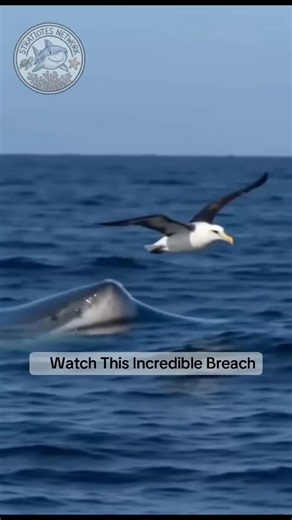 Great White Shark Breach — Facts, Speed, Size & Teeth