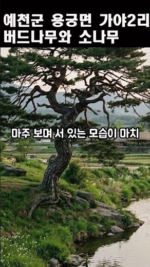 "I almost died trying to cut it down..." 👉 The identity of the enraged pine tree