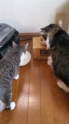 ポヨとウニは確実に💕 #shorts