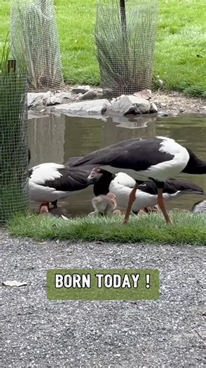 Magpie geese at Wildlife Habitat Port Douglas are famous for more than just their black-and-white feathers. These northern Australian waterbirds nest high in trees — and when the fluffy goslings hatch, the parents push them out. They fall, bounce (thanks to their light down feathers), then waddle off to the wetlands below. It’s wild. It’s instinct. It’s trust. Moments like this are part of what makes visiting Wildlife Habitat Port Douglas so special — you don’t just see wildlife, you learn the i