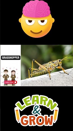 Insects Name in English with Pictures | Learn Insects for Kids, Toddlers