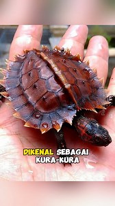 Spiny turtle | Spesies kura-kura dengan tempurung berduri‼️ | Tag: #spinyturle #kurakura #kurakuraduri #turtle #kurakuradarat #kurakuramatahari #wildlife #wildlifephotography #faktamenarik #faktaunik #faktaunikhewan | Porco Project