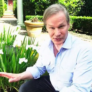 Louisiana iris add a nice vertical element to your garden space, and will even grow in standing water! | P. Allen Smith