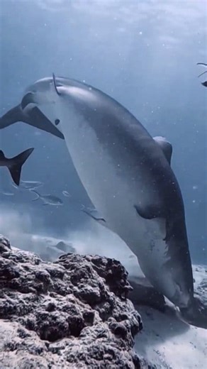 Amazing🦈🦈🦈🦈🦈 #sharks #sharkdiving | Shark King