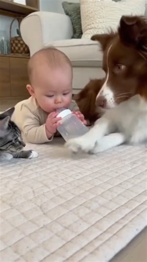4.6K views · 51 reactions | Dog Protects Baby From Mischievous Cat  Funny moment — cat tries to steal baby’s milk bottle, dog blocks it with its paw and barks softly. | Deliciously | Facebook