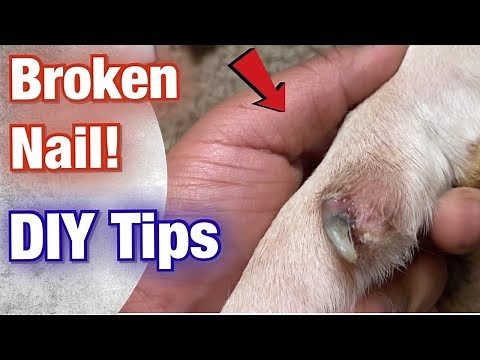 How to FIX a dog's Broken Nail at Home! (American Bully)