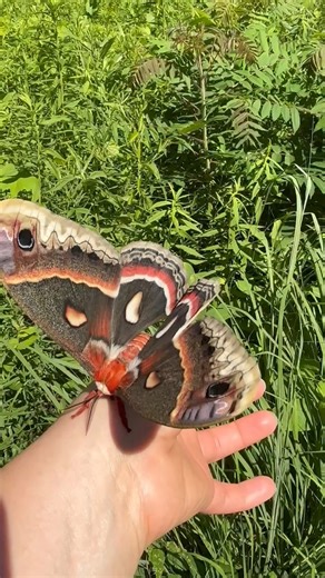 66K views · 1.6K reactions | Moth Monday -- preparing for first...