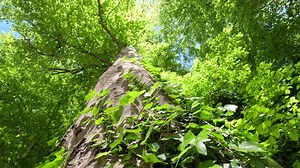 Sunny Green Forest During Spring Season