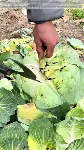 Trimming the Harvest: How Blade Precision Reduces Farm Waste