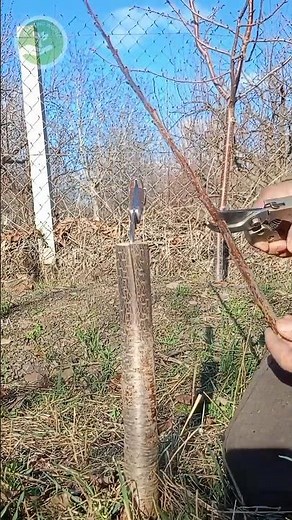 Practical 5-Minute Cherry Tree Grafting: Cleft Grafting Method