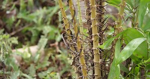 (Calameae) rattan palm tree growth in forest,Calameae ,wild food,wild plants