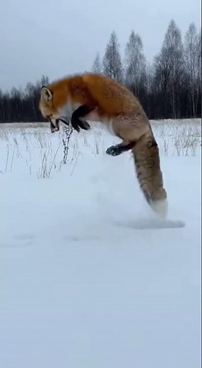 Fox Jumps Into the Snow—What It Finds Beneath Is Incredible 🦊❄️