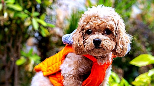 Awww!—These 30 Teddy Bear Dog Breeds Are the Cutest Things You'll See All Day