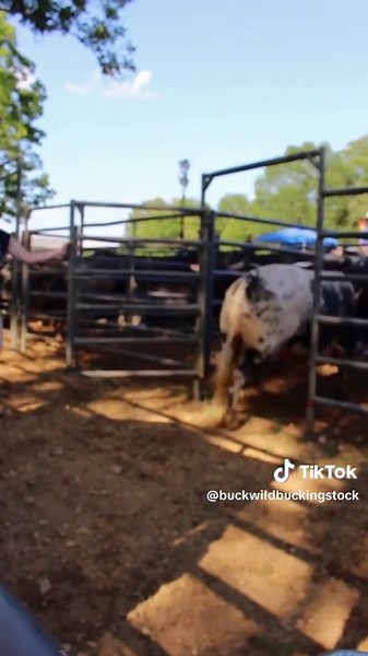 BuckWild Bucking Stock on TikTok