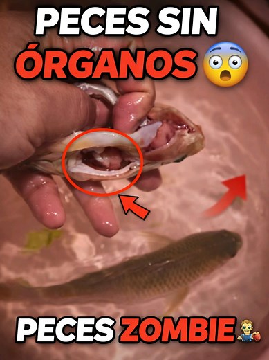 Peces sin Órganos: ¿Están Vivos o Muertos?