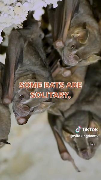Understanding Bats: Nature's Misunderstood Creatures