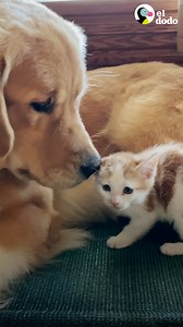 Perros no sabían qué hacer con el nuevo gatito rescatado, hasta que un día su madre los encuentra en la posición más linda del mundo ❤️ | El Dodo