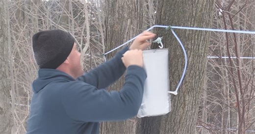 Syrup producers prepare for promising season ahead