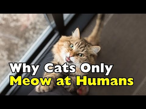 Why Do Cats Meow at Humans but Not Other Cats? [ID2202]