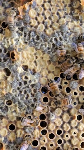 Inside the Bee Hive