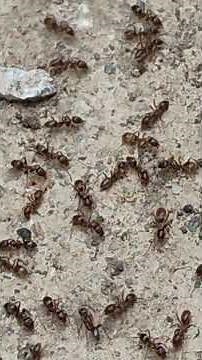 Small Ants ( Tapinoma sessile) working very hard.