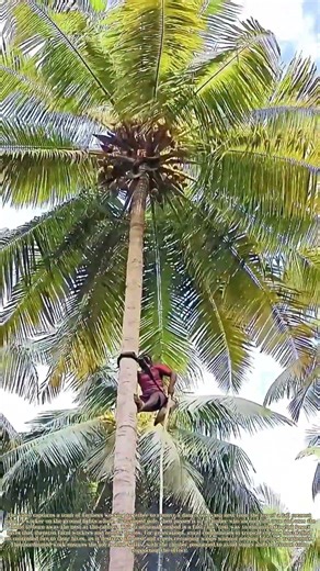 Igniting a Hive Removal: How Fire Clears a Wasp Nest From a Coconut Palm