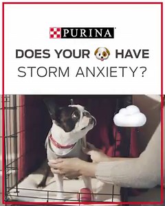 Purina on Reels