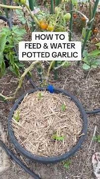 How to feed & water potted garlic #pottedgarlic #busychrisgardening #garlictips