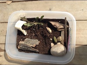 how to make a snail home
