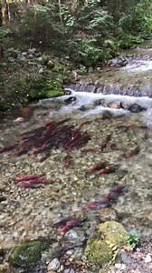 Sport Fishing on the Fly - SFOTF on Reels