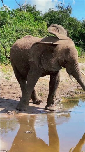 Elephants Sneeze Causes it to Rain