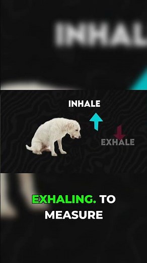 Check Your Dog's Breathing: The 30-Breath Rule! 😮